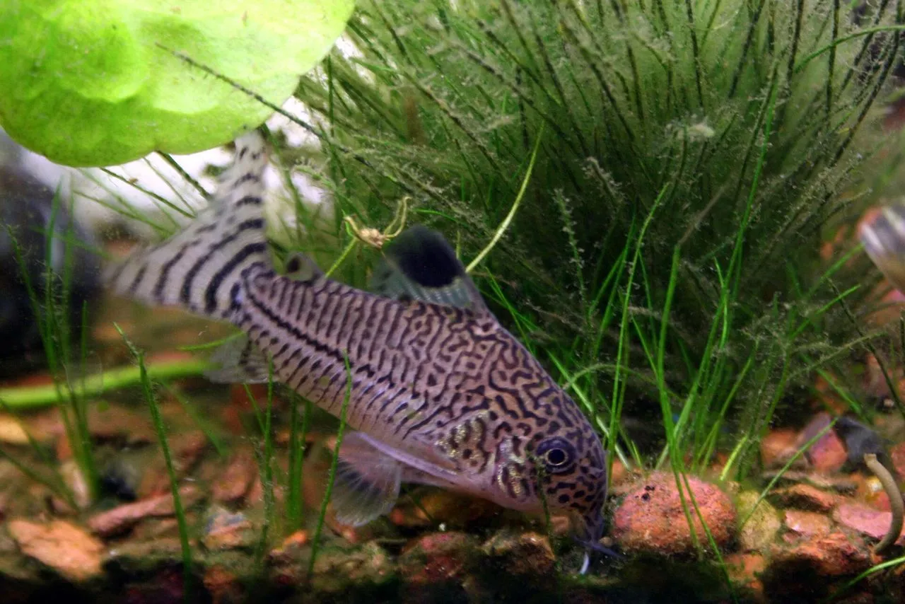 Why Is My Pleco Not Eating Algae?