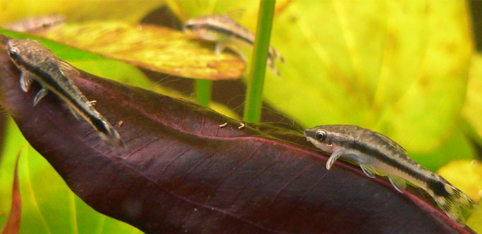 Otocinclus (Otocinclus vittatus/cocama): Algae Specialist Care