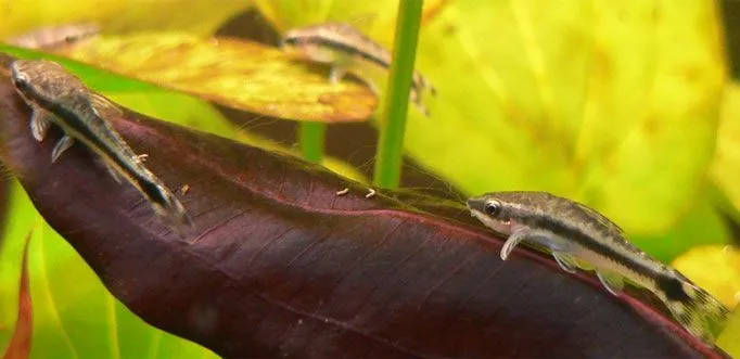 Otocinclus (Otocinclus vittatus/cocama): Algae Specialist Care