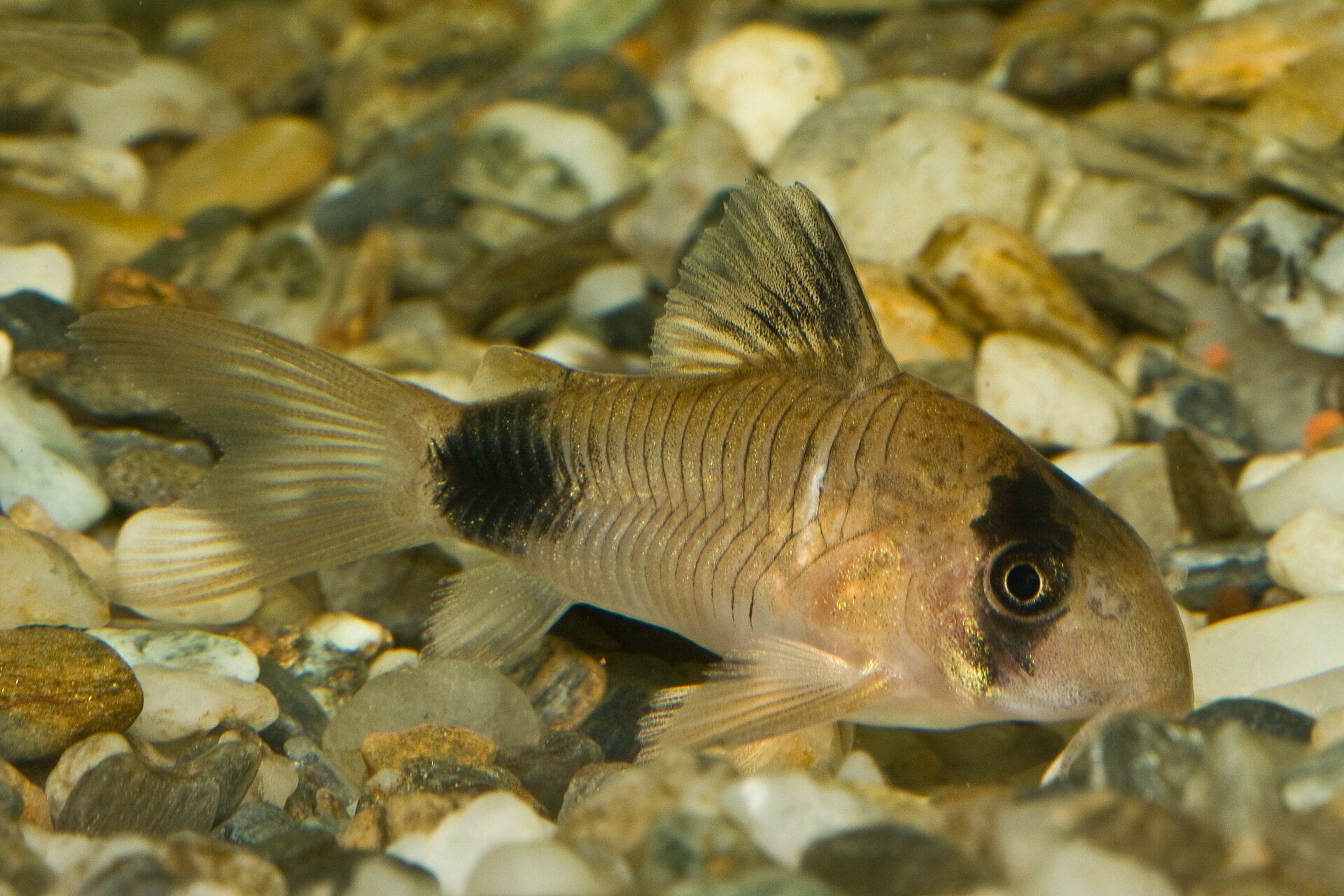 Corydoras vs Otocinclus for Cleanup