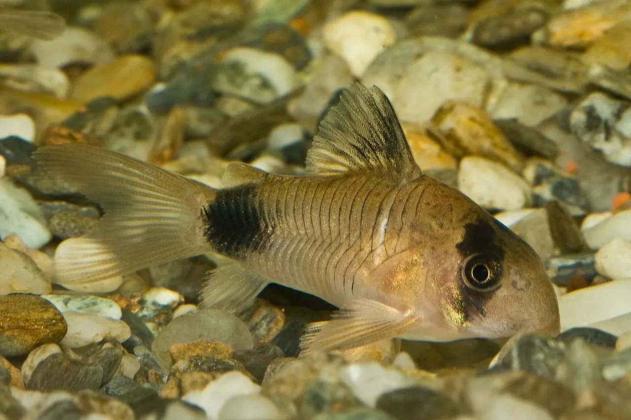 Corydoras vs Otocinclus for Cleanup