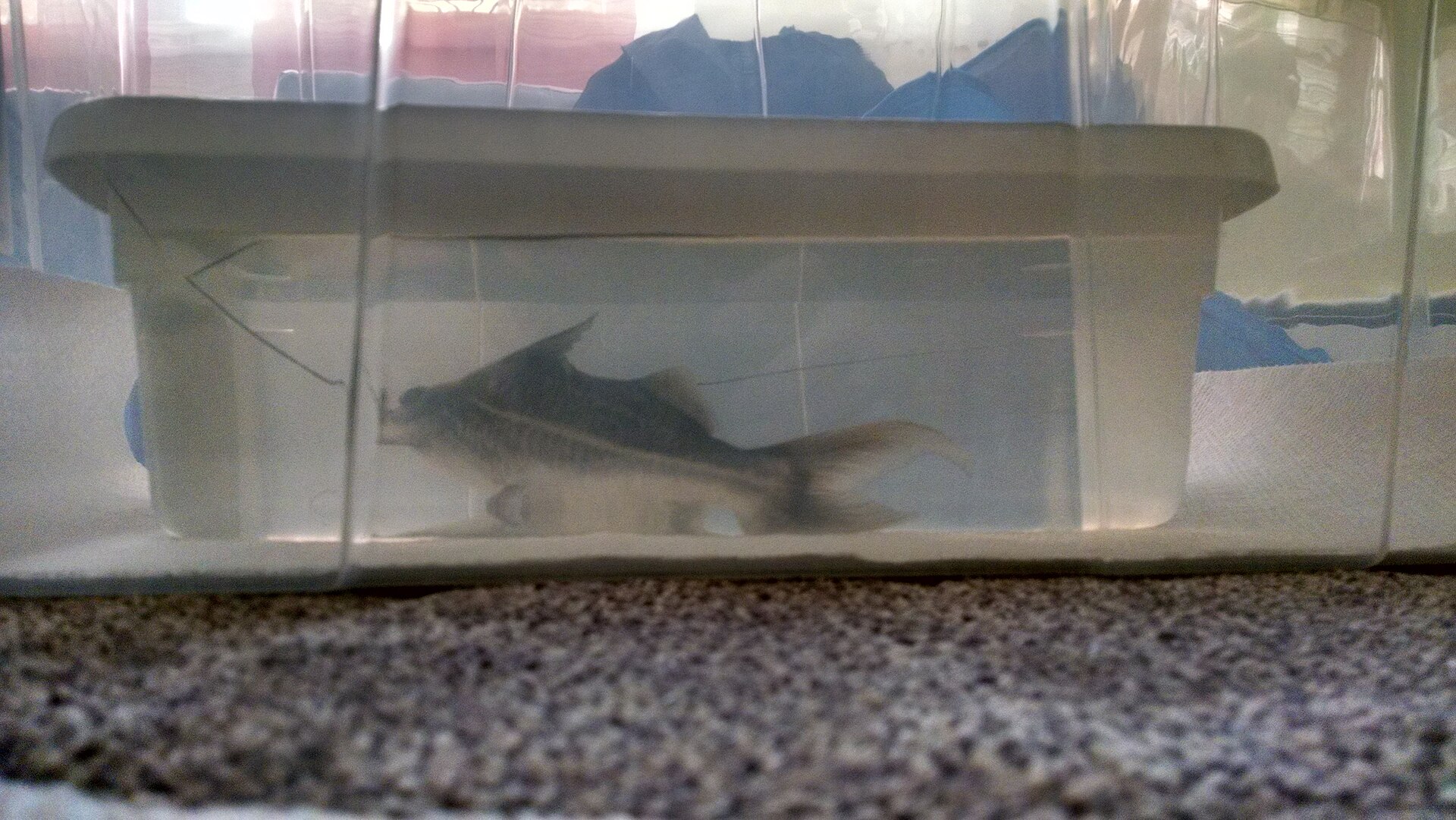 Pictus Catfish (Pimelodus pictus): Active Predator Care