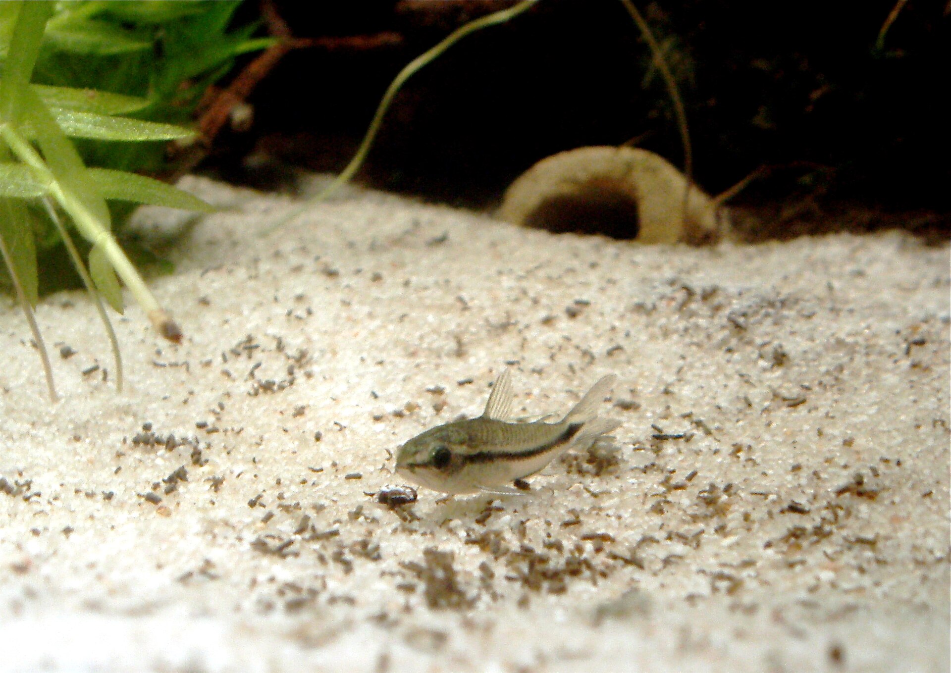 Pygmy Corydoras (Corydoras pygmaeus): Nano Shoal Care