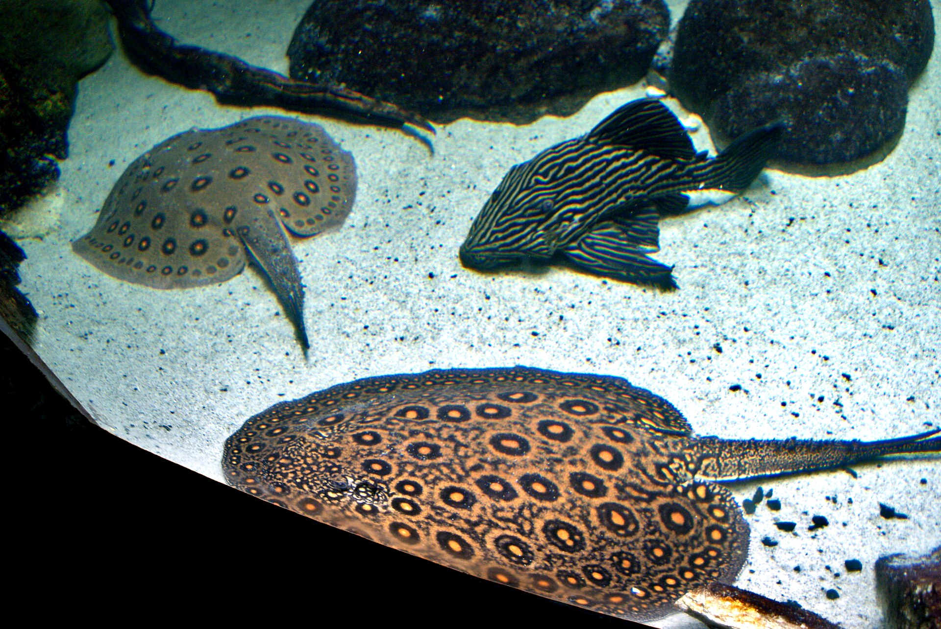 Royal Pleco (Panaque nigrolineatus): Wood-Eater Care