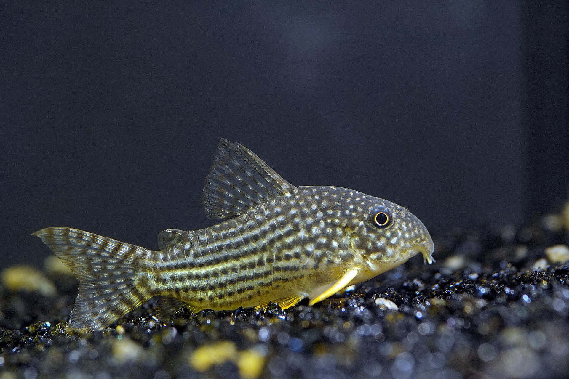 Sterbai Corydoras (Corydoras sterbai): Warm-Water Care