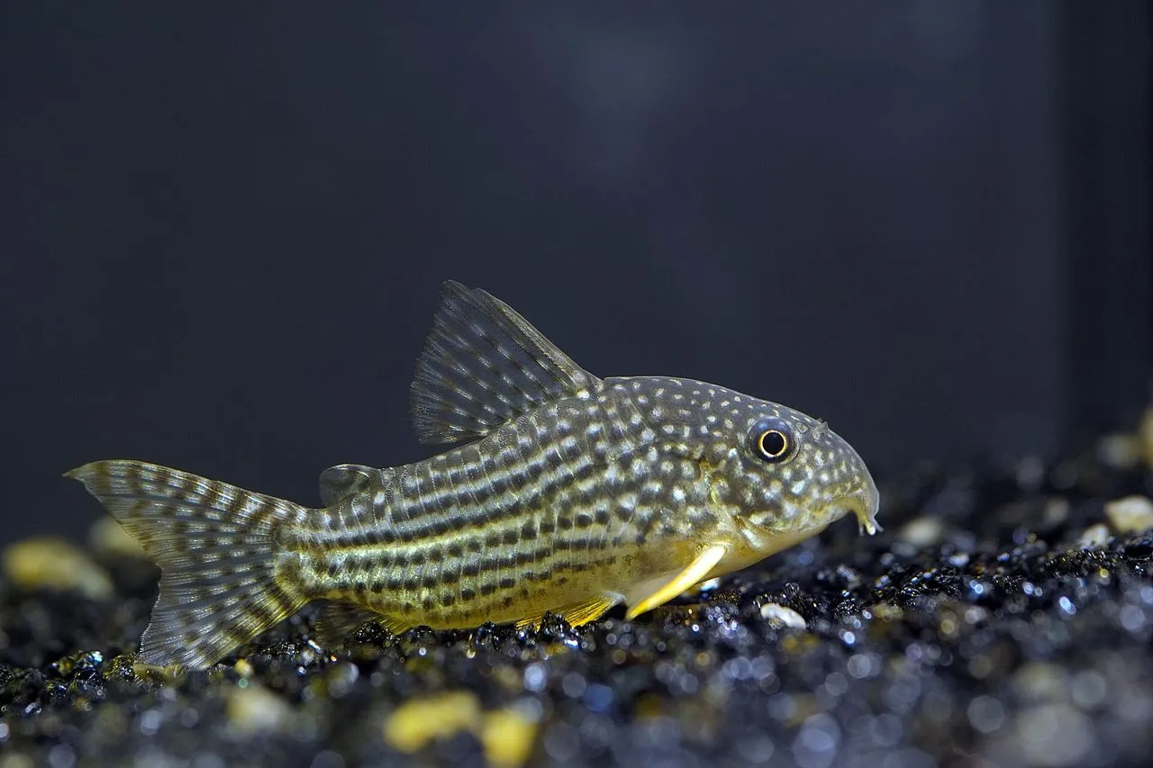 Sterbai Corydoras (Corydoras sterbai): Warm-Water Care