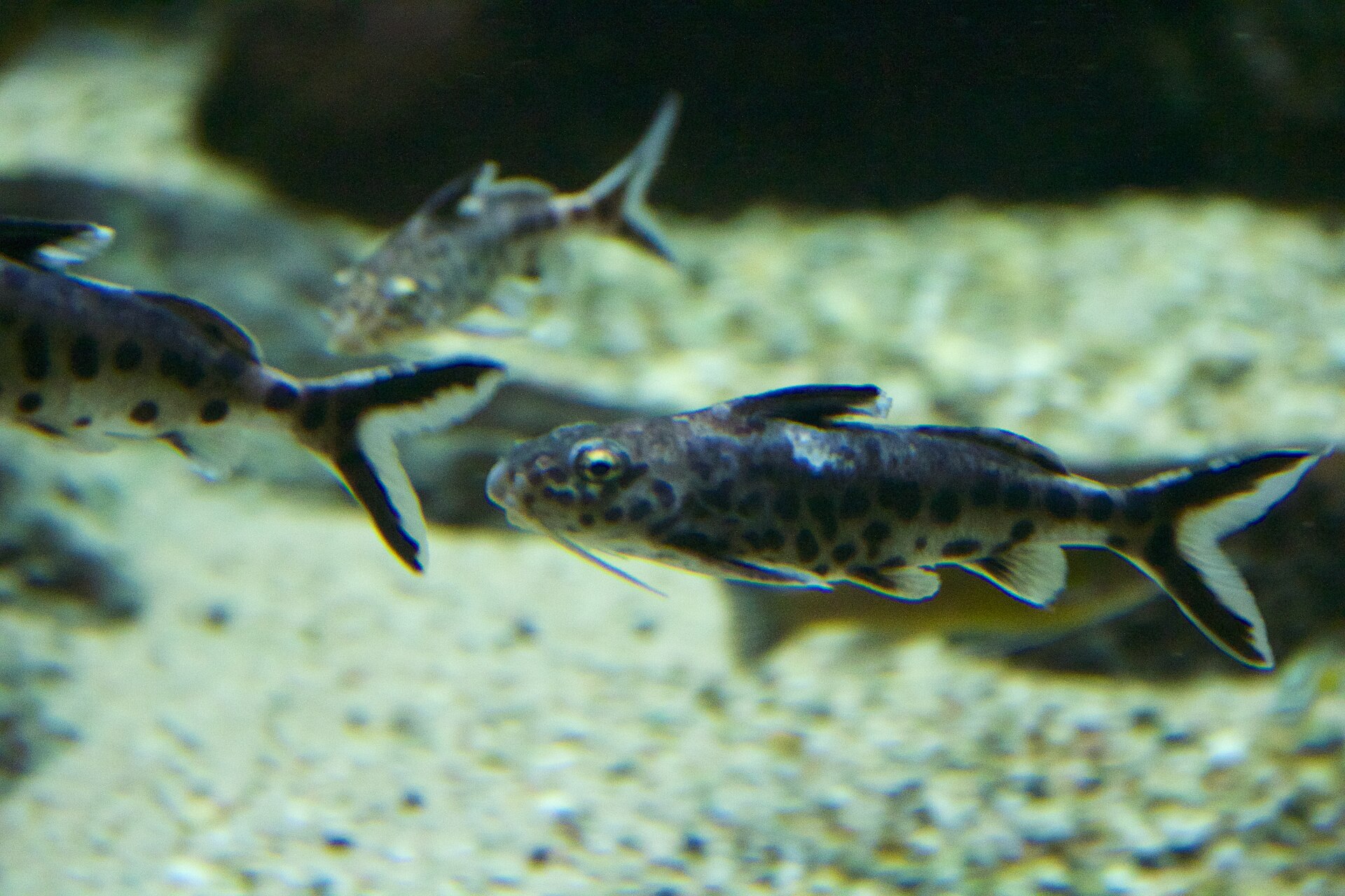 Synodontis petricola: Tanganyikan Catfish Care