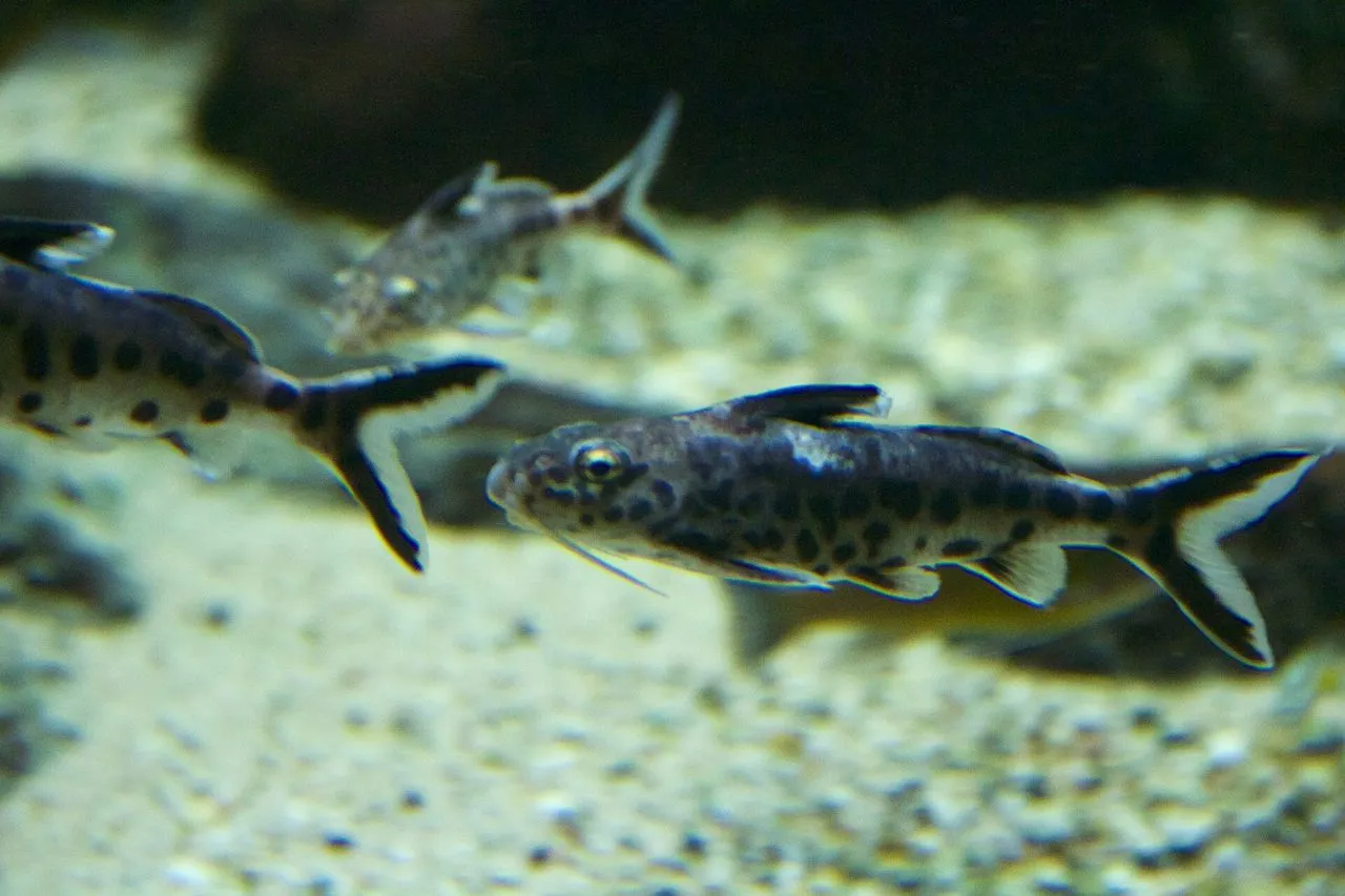Synodontis petricola: Tanganyikan Catfish Care