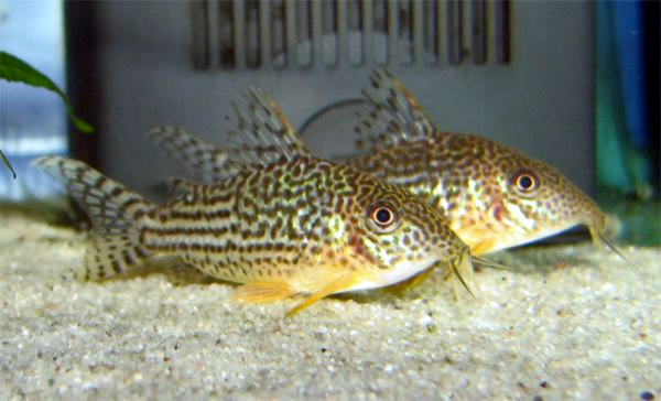 Why Is My Cory Catfish Gasping at the Surface?