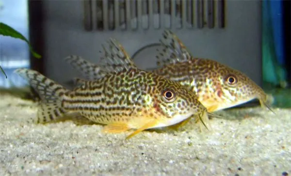 Why Is My Cory Catfish Gasping at the Surface?