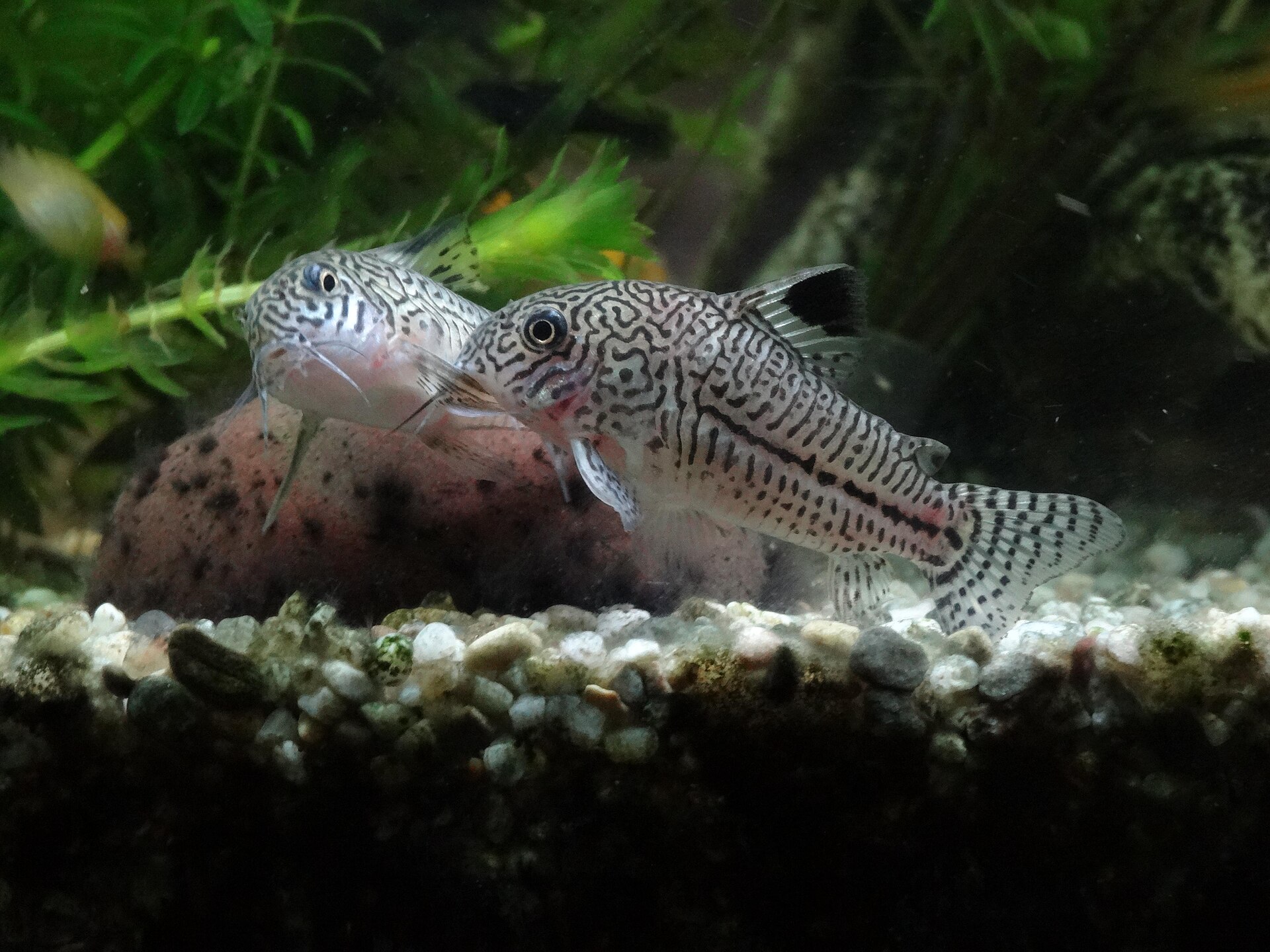 Whiptail Catfish (Rineloricaria/Farlowella): Care Guide