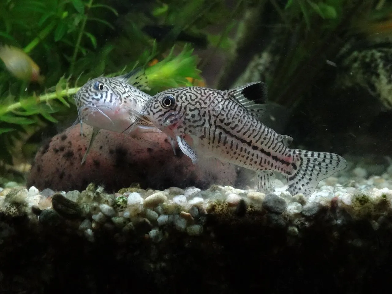 Whiptail Catfish (Rineloricaria/Farlowella): Care Guide