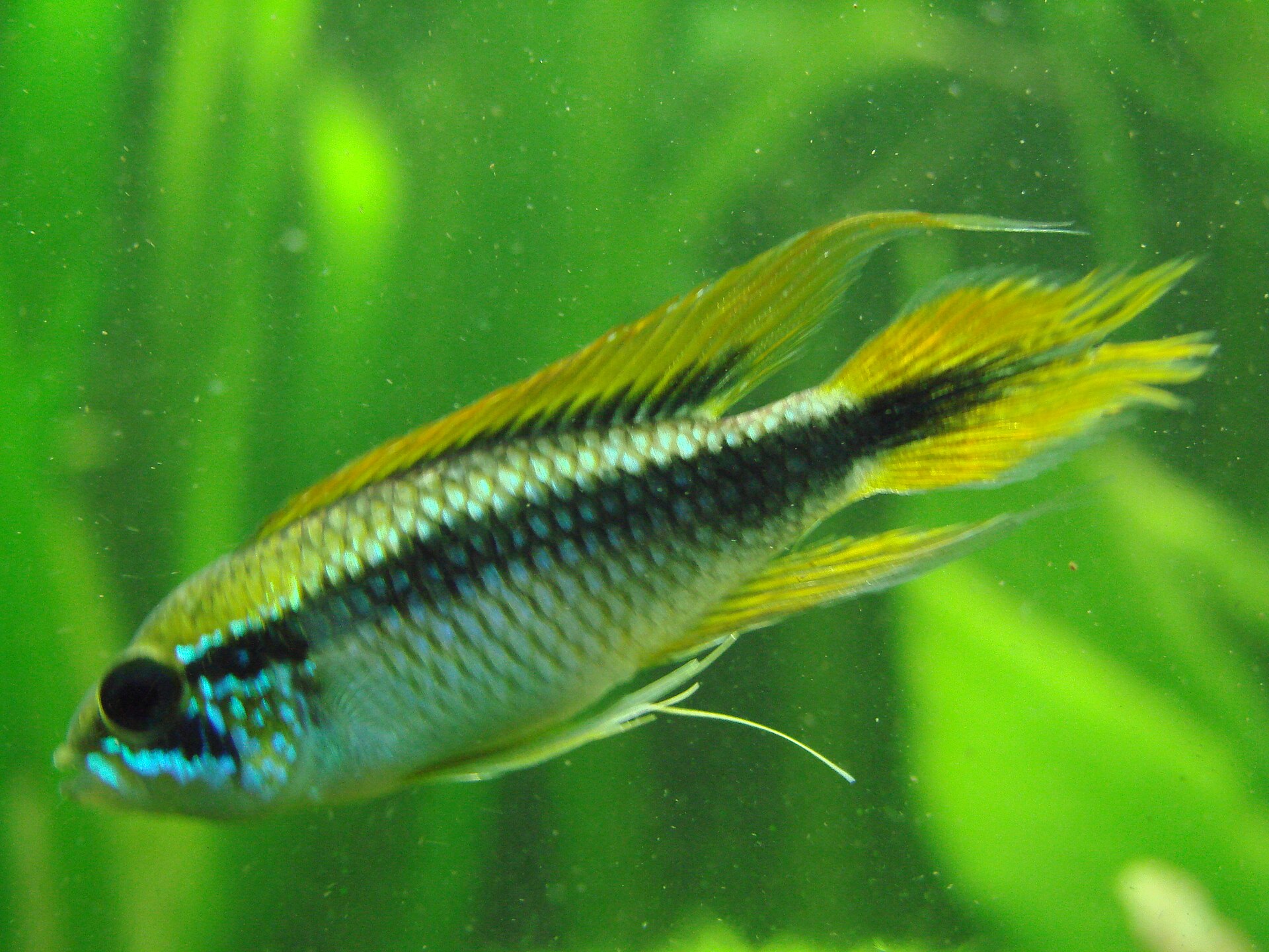 Apistogramma vs German Blue Ram