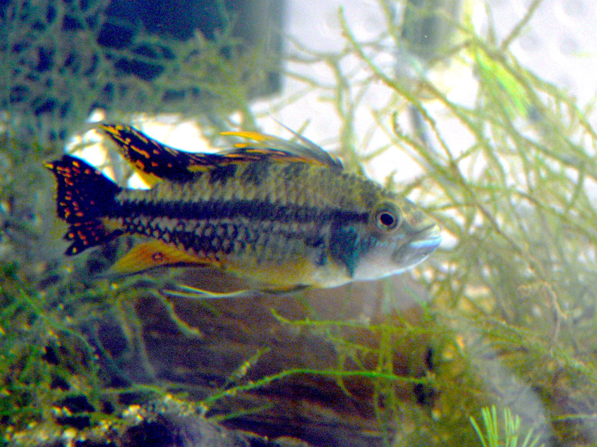 Apistogramma cacatuoides: Cockatoo Dwarf Cichlid Care