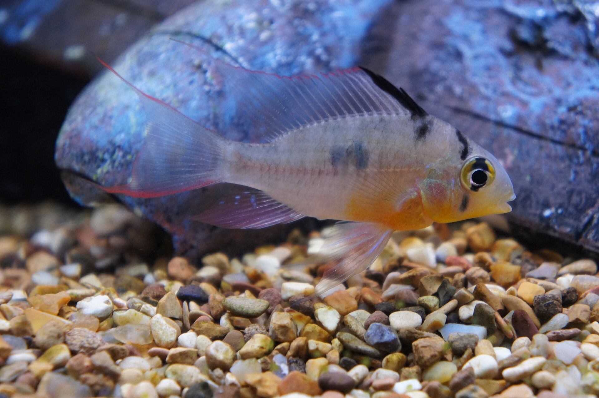 Why Is My Ram Cichlid Hiding?