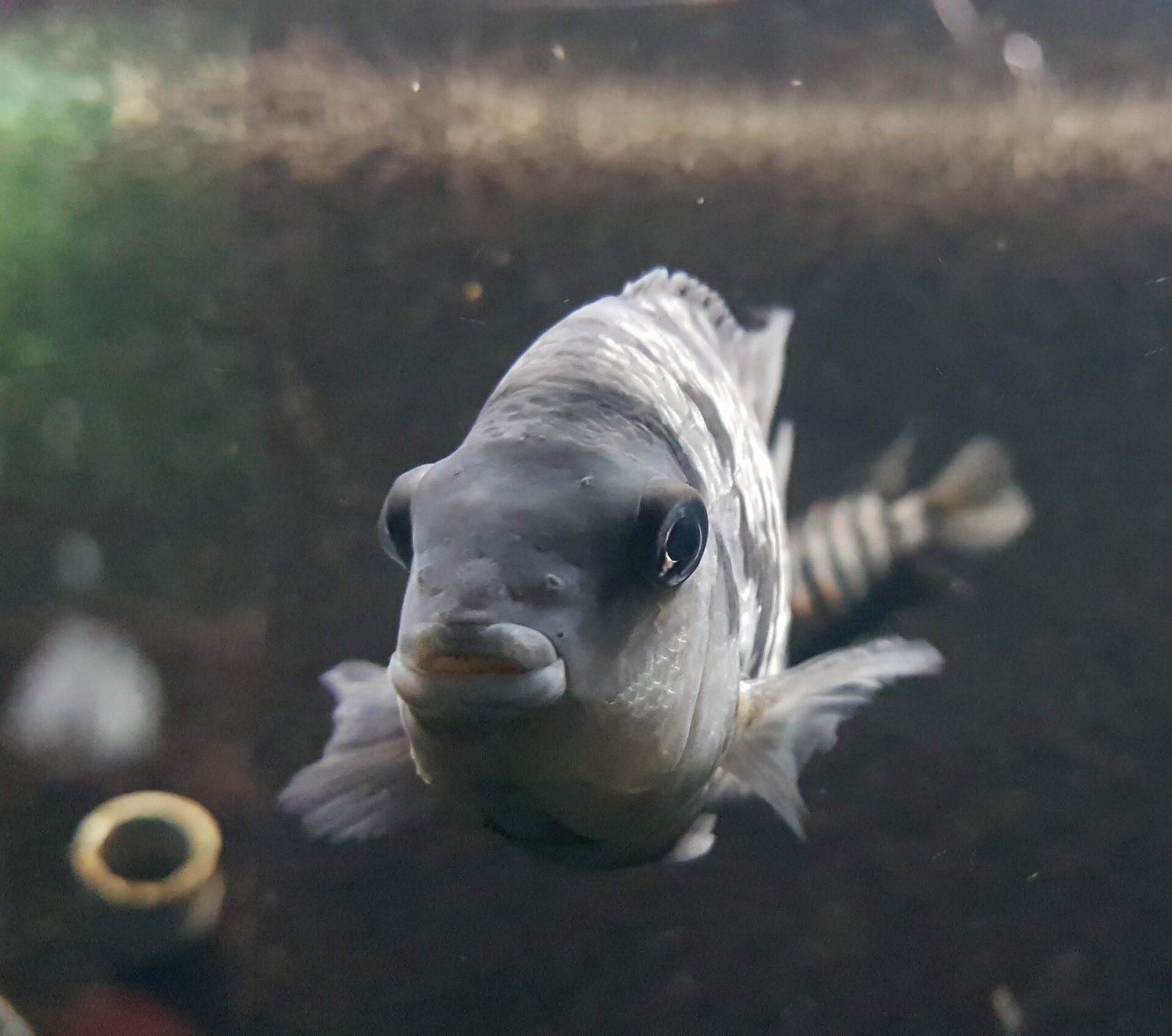 Convict Cichlid (Amatitlania nigrofasciata): Care & Breeding Control