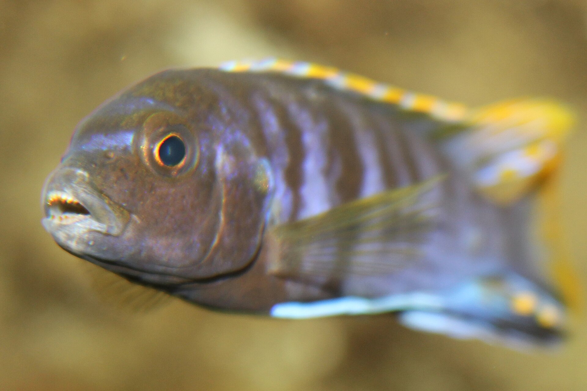 Demasoni Cichlid (Chindongo demasoni): Care & Stocking Strategy