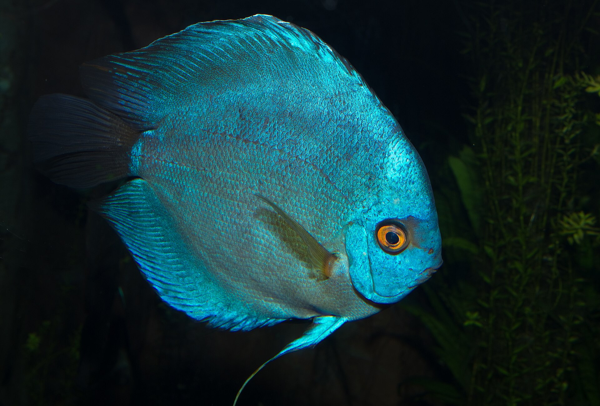 Discus (Symphysodon spp.): Care & Blackwater Conditions