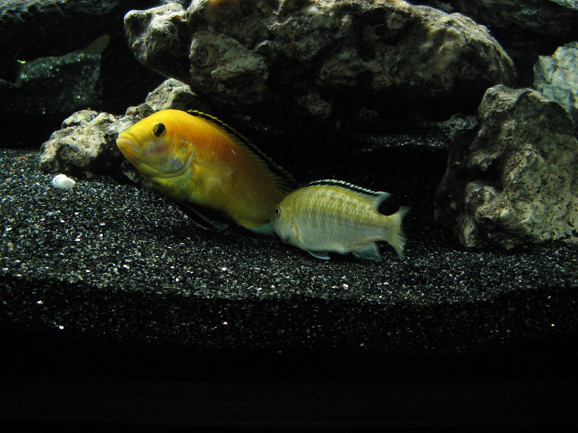 Why Is My Angelfish Chasing Tankmates?