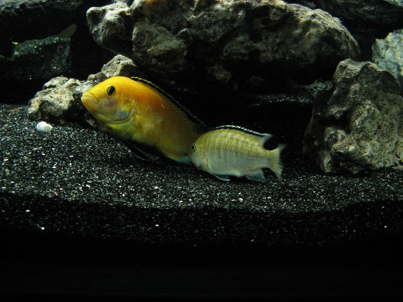 Why Is My Angelfish Chasing Tankmates?