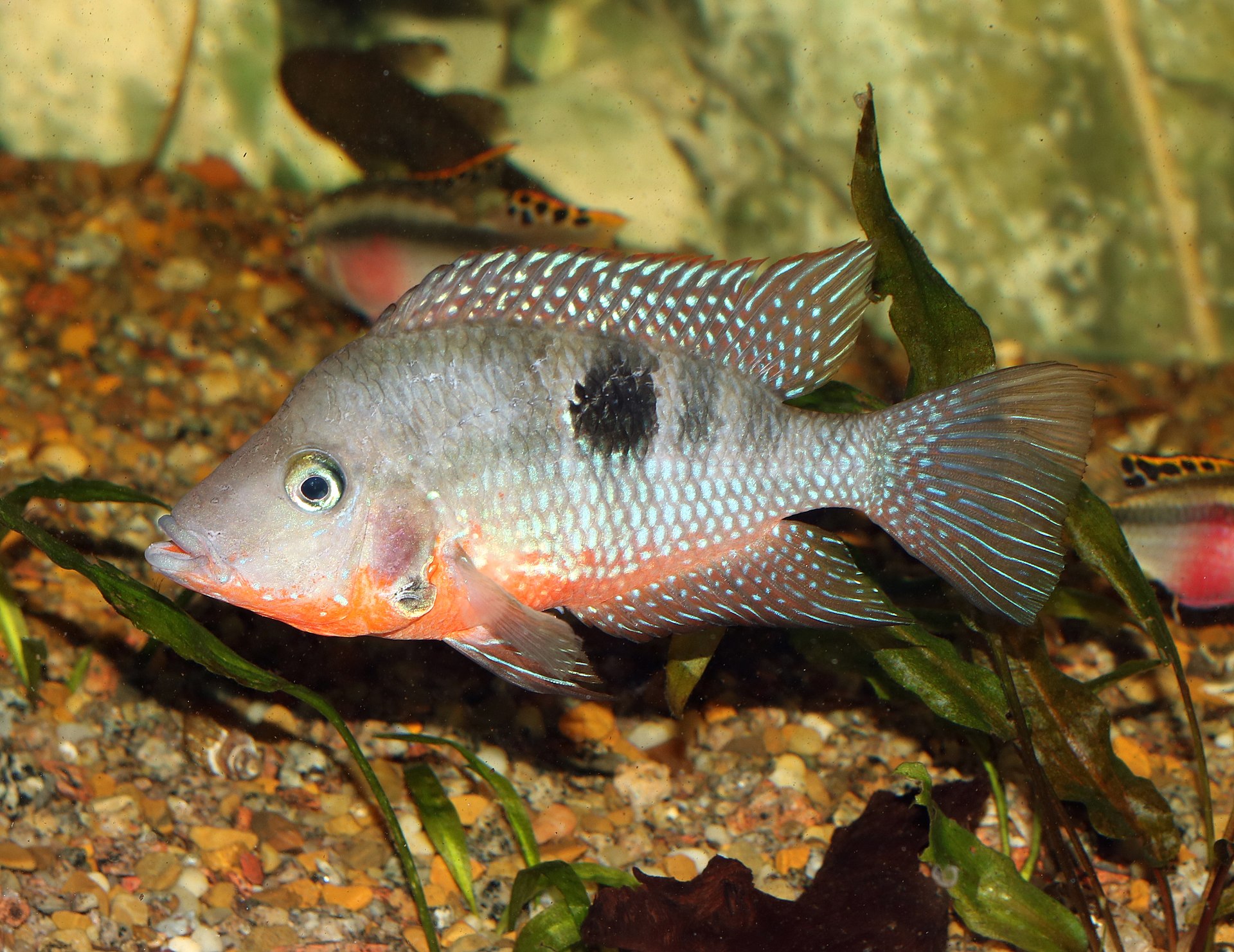 Firemouth Cichlid (Thorichthys meeki): Care & Bluff Displays