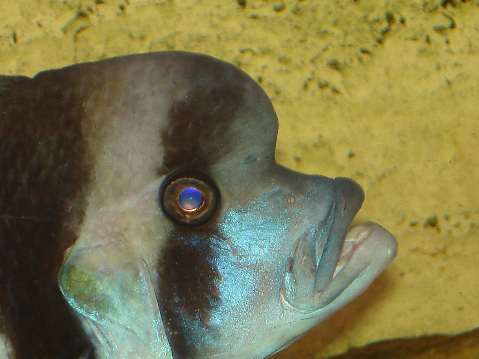 Frontosa (Cyphotilapia frontosa/gibberosa): Tanganyikan Care