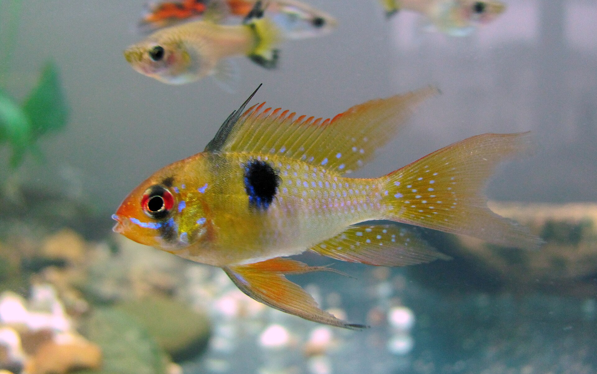 German Blue Ram (Mikrogeophagus ramirezi): Warm Soft-Water Care
