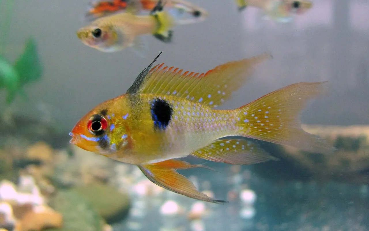 German Blue Ram (Mikrogeophagus ramirezi): Warm Soft-Water Care