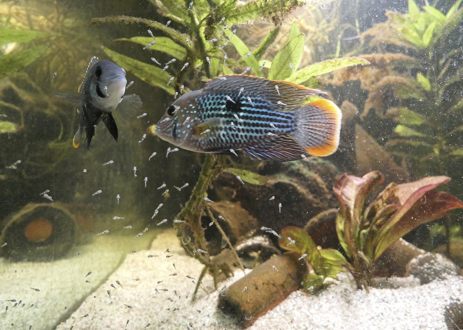 Green Terror (Andinoacara rivulatus): Care & Aggression Management