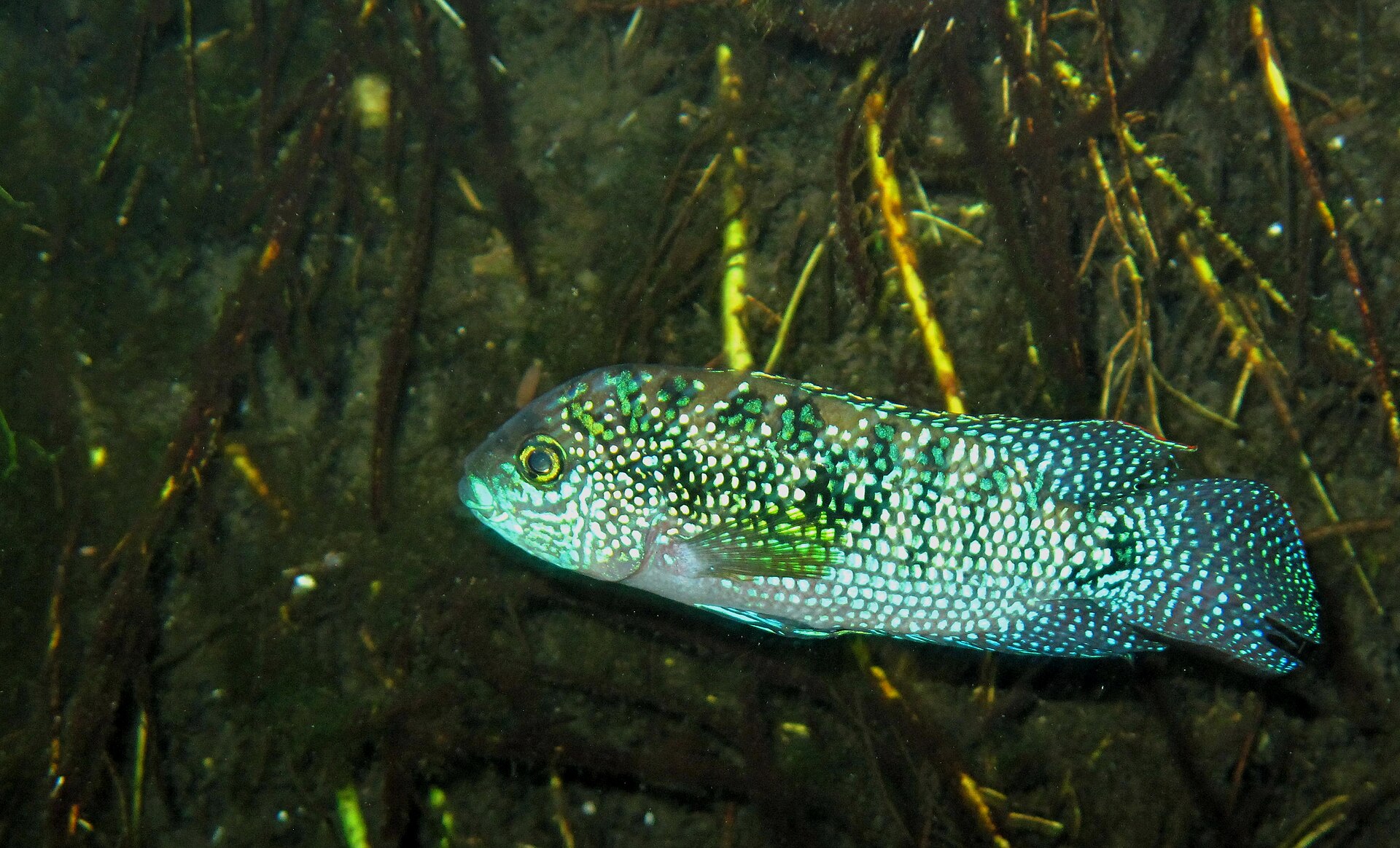 Jack Dempsey (Rocio octofasciata): Care & Territorial Planning