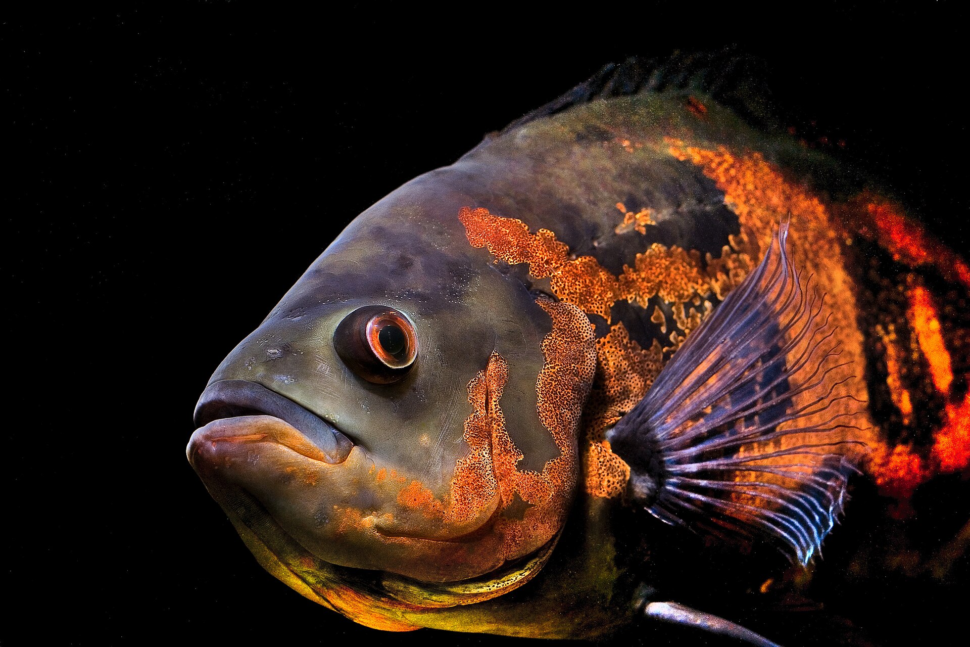 Oscar (Astronotus ocellatus): Tank Size, Filtration & Behaviour