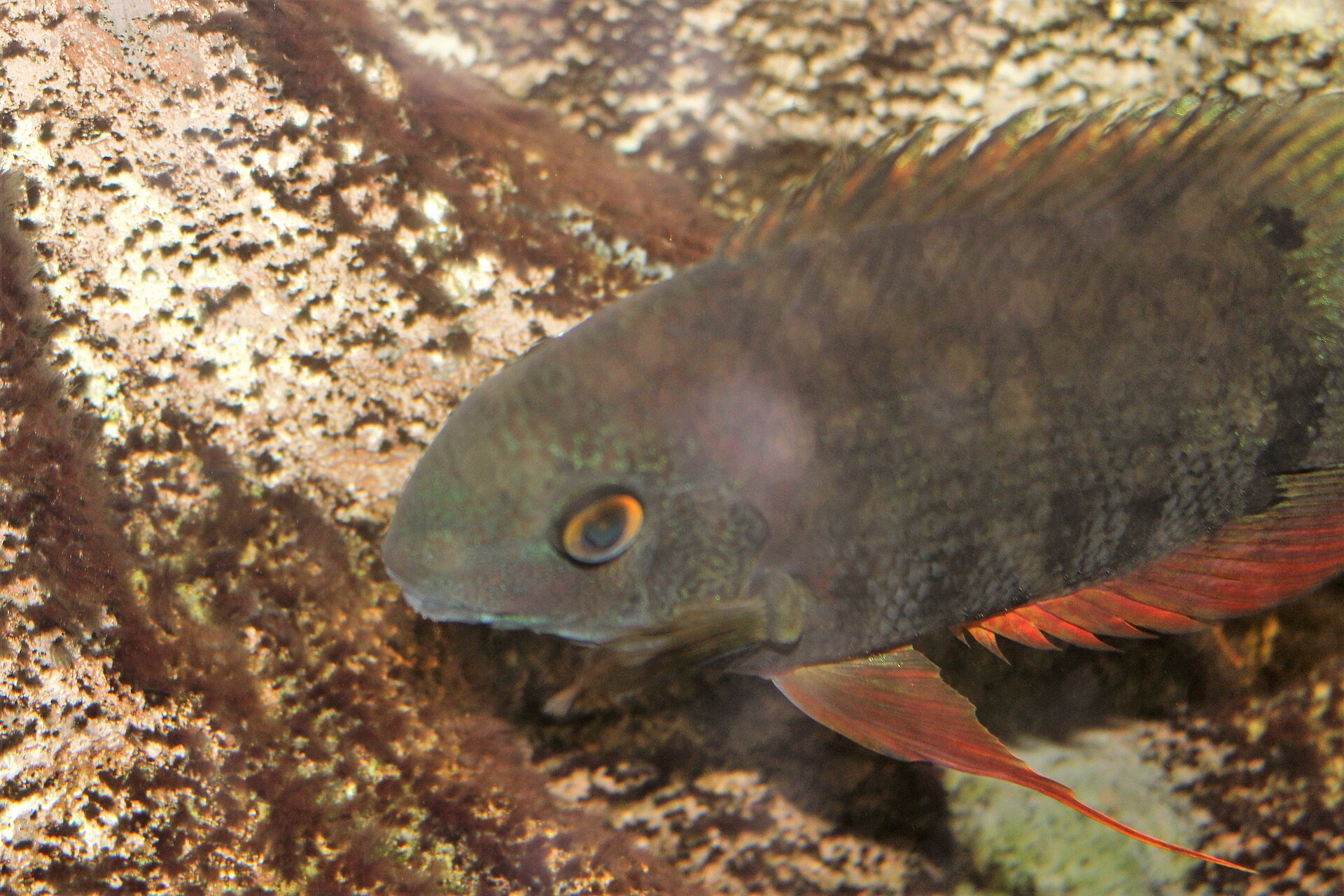 Severum (Heros efasciatus): Care, Size & Peaceful Cichlid Behaviour