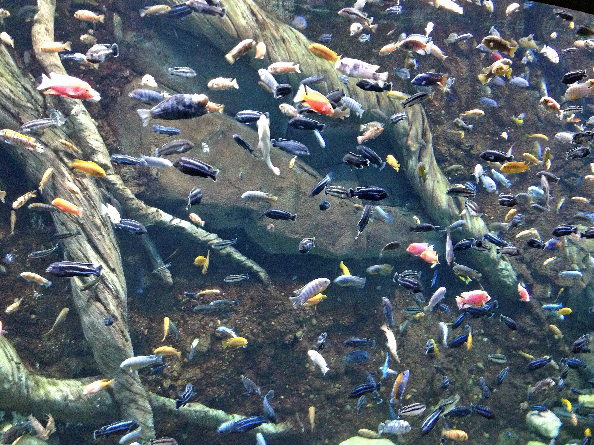 The Complete Cichlids Guide: African, Neotropical & Dwarf Species