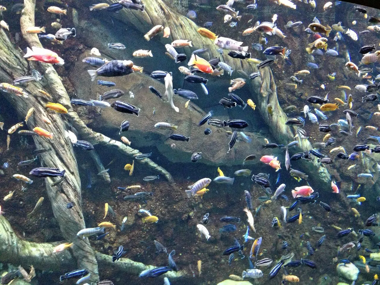 The Complete Cichlids Guide: African, Neotropical & Dwarf Species