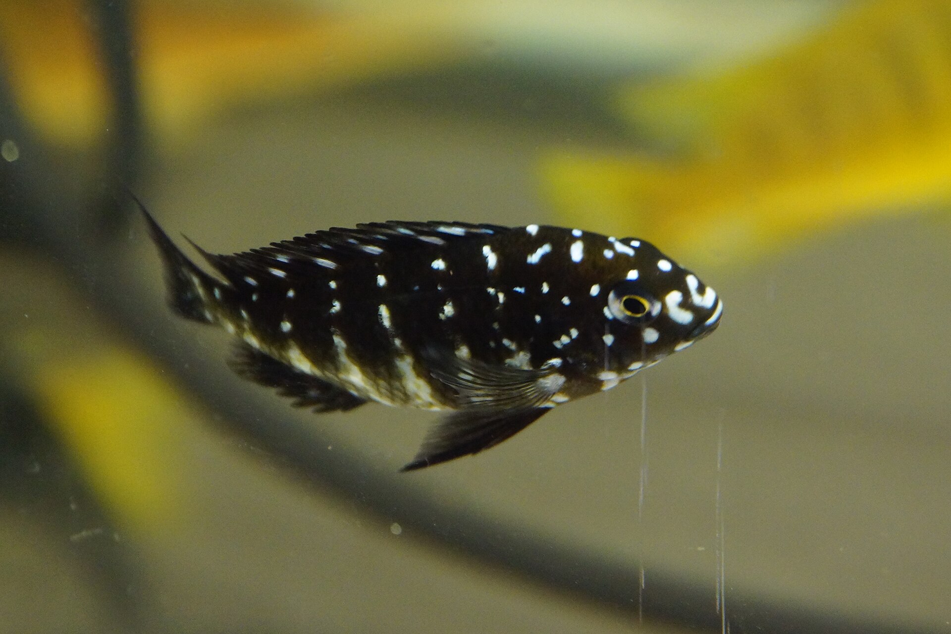 Tropheus duboisi: Tanganyikan Care, Diet & Bloat Prevention