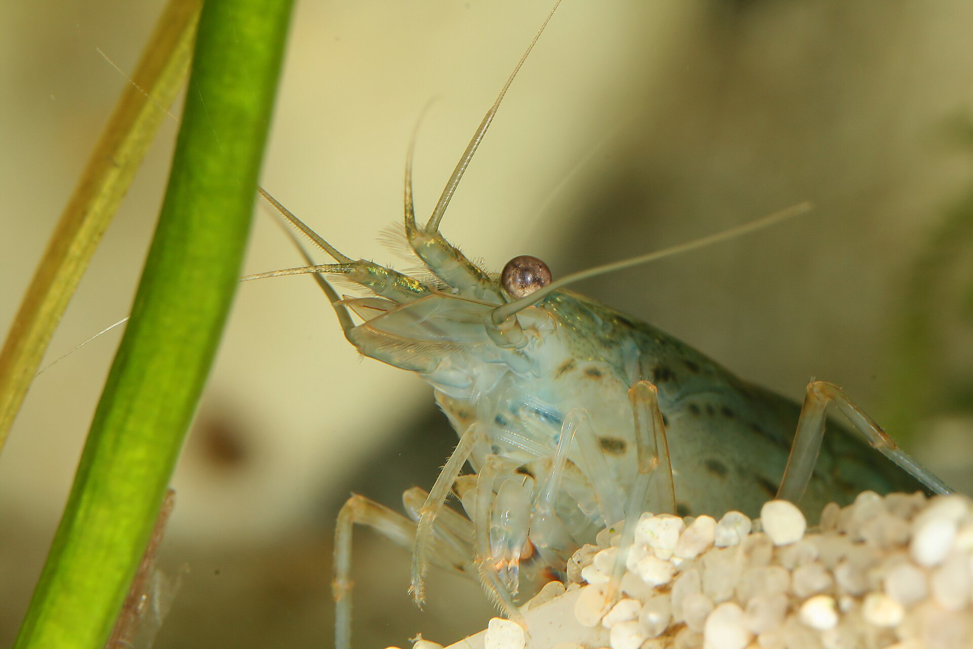 Amano Shrimp (Caridina multidentata): Algae Grazing Care