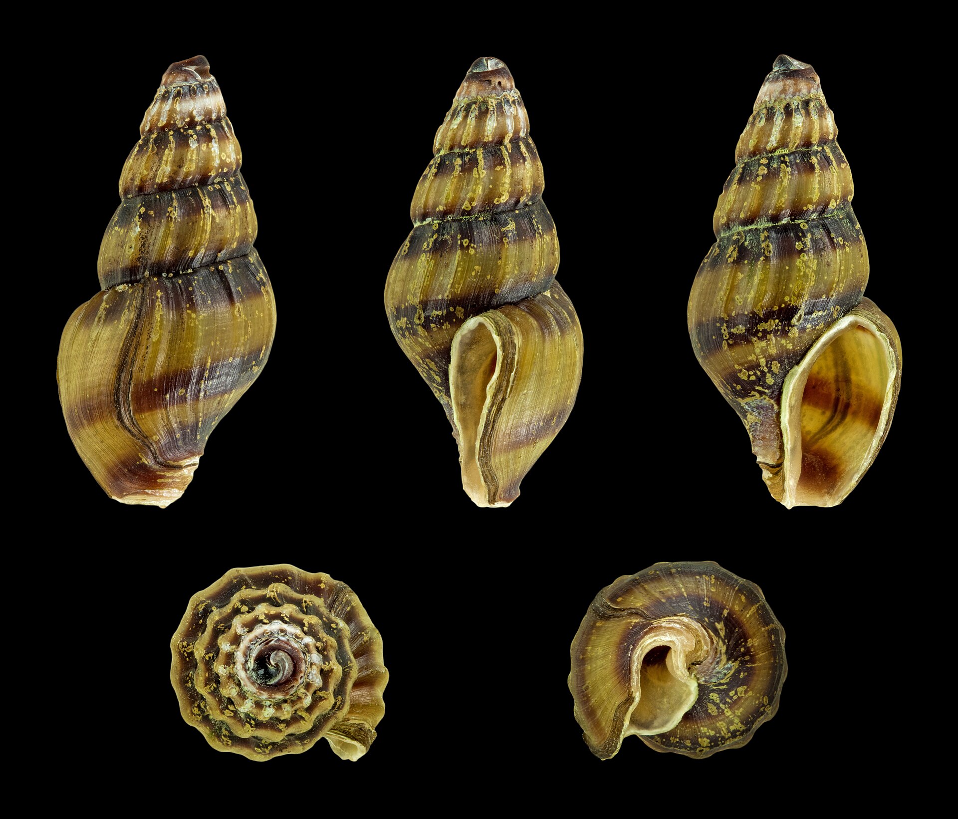Assassin Snail (Anentome helena): Predatory Snail Care