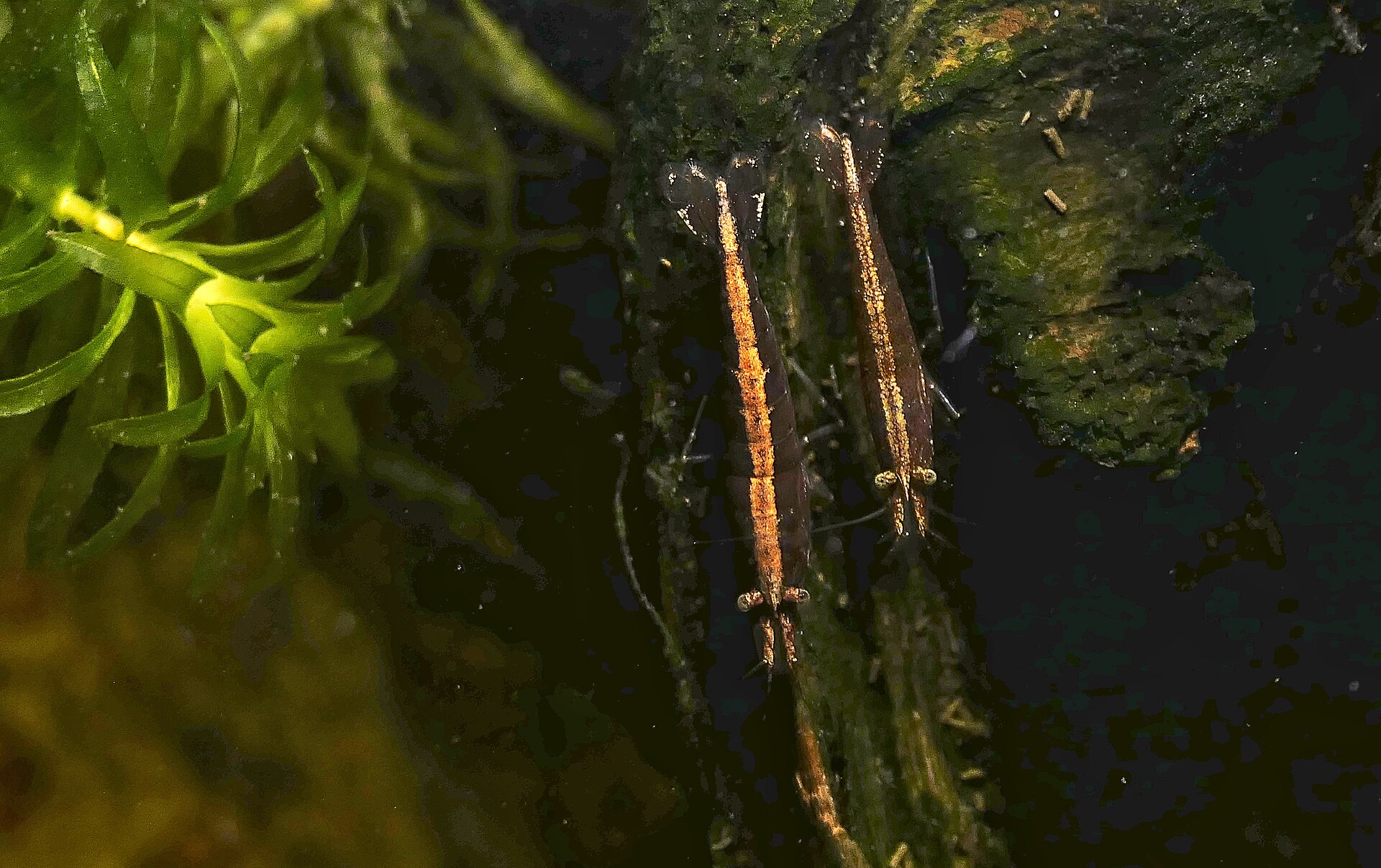 Bamboo Shrimp (Atyopsis moluccensis): Current & Feeding Care