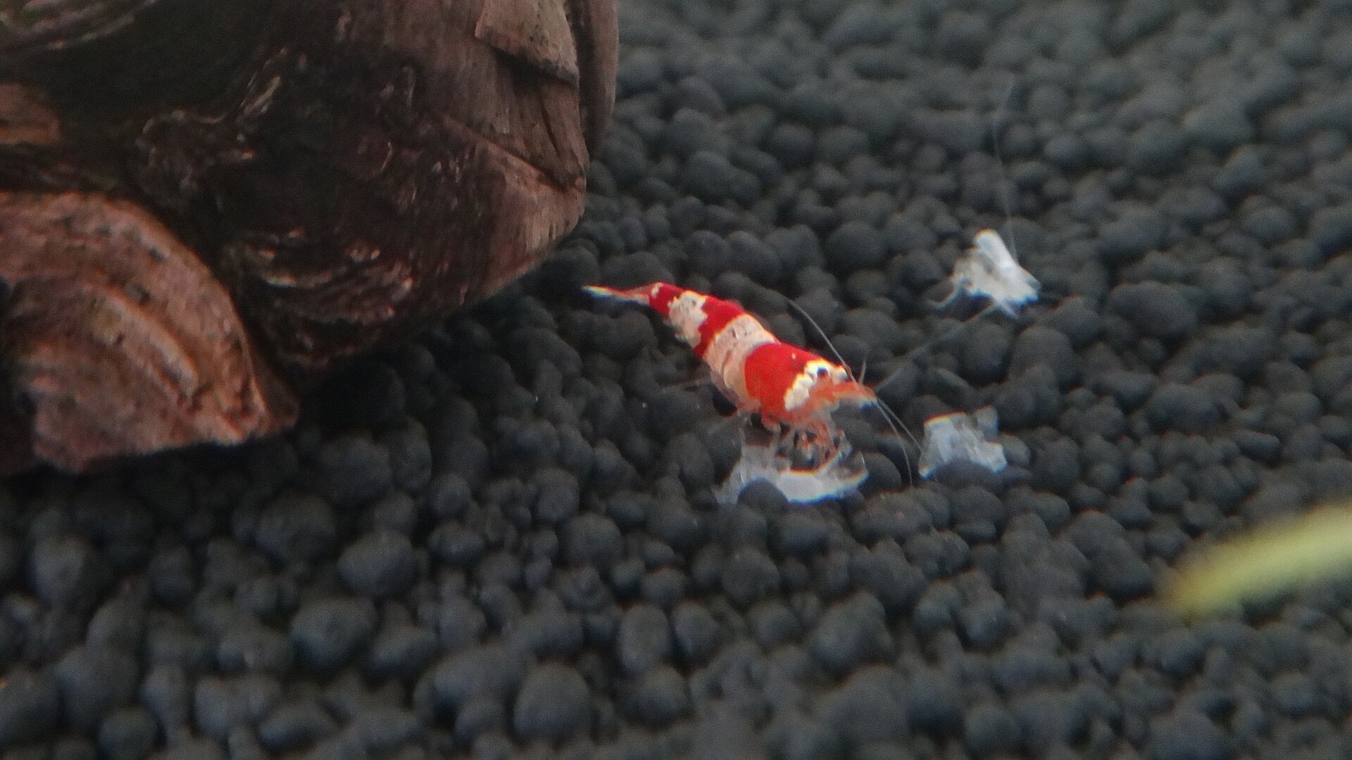 Black Crystal Shrimp (Caridina cantonensis var.): Care Guide