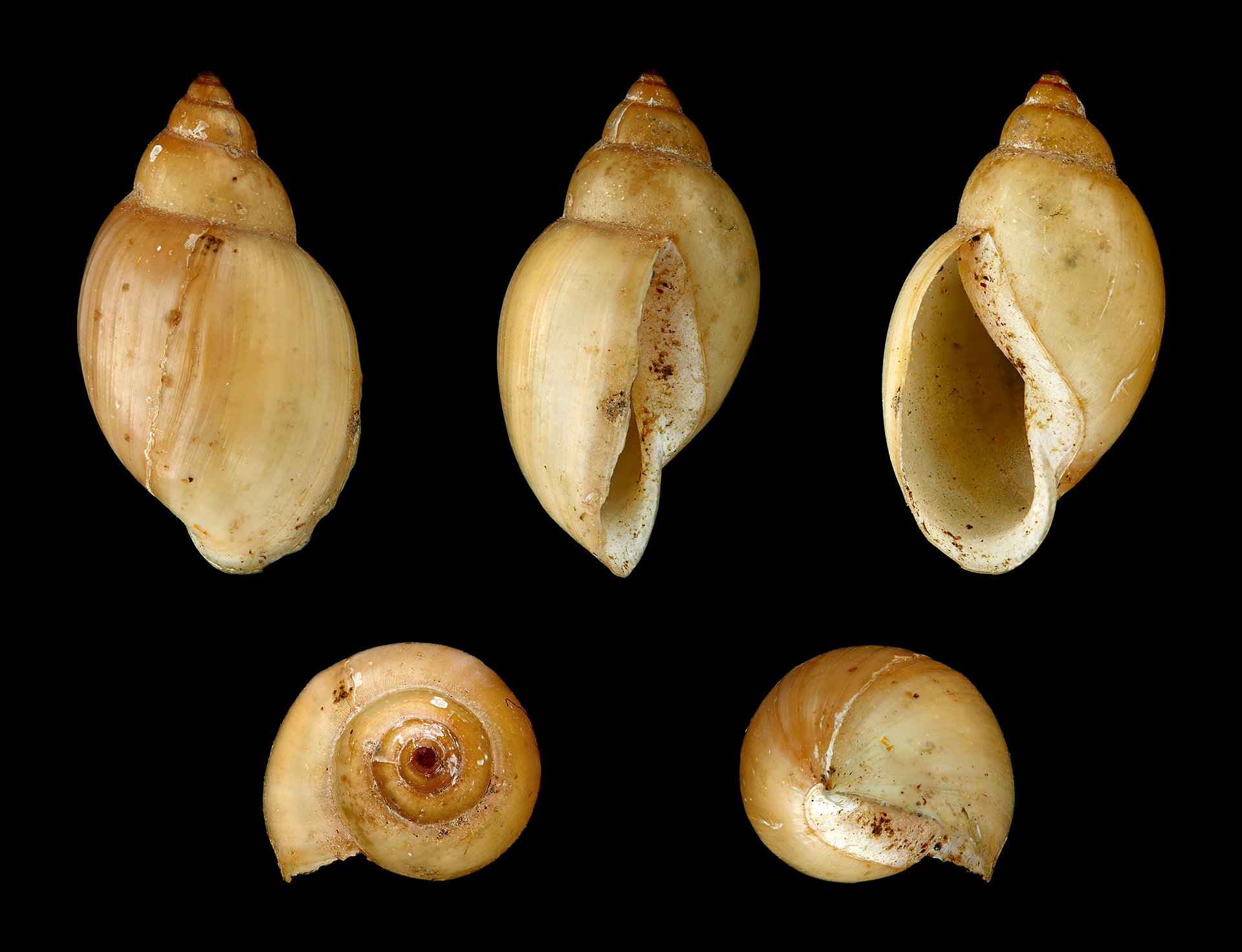 Bladder Snail (Physella acuta): Hitchhiker Snail Care