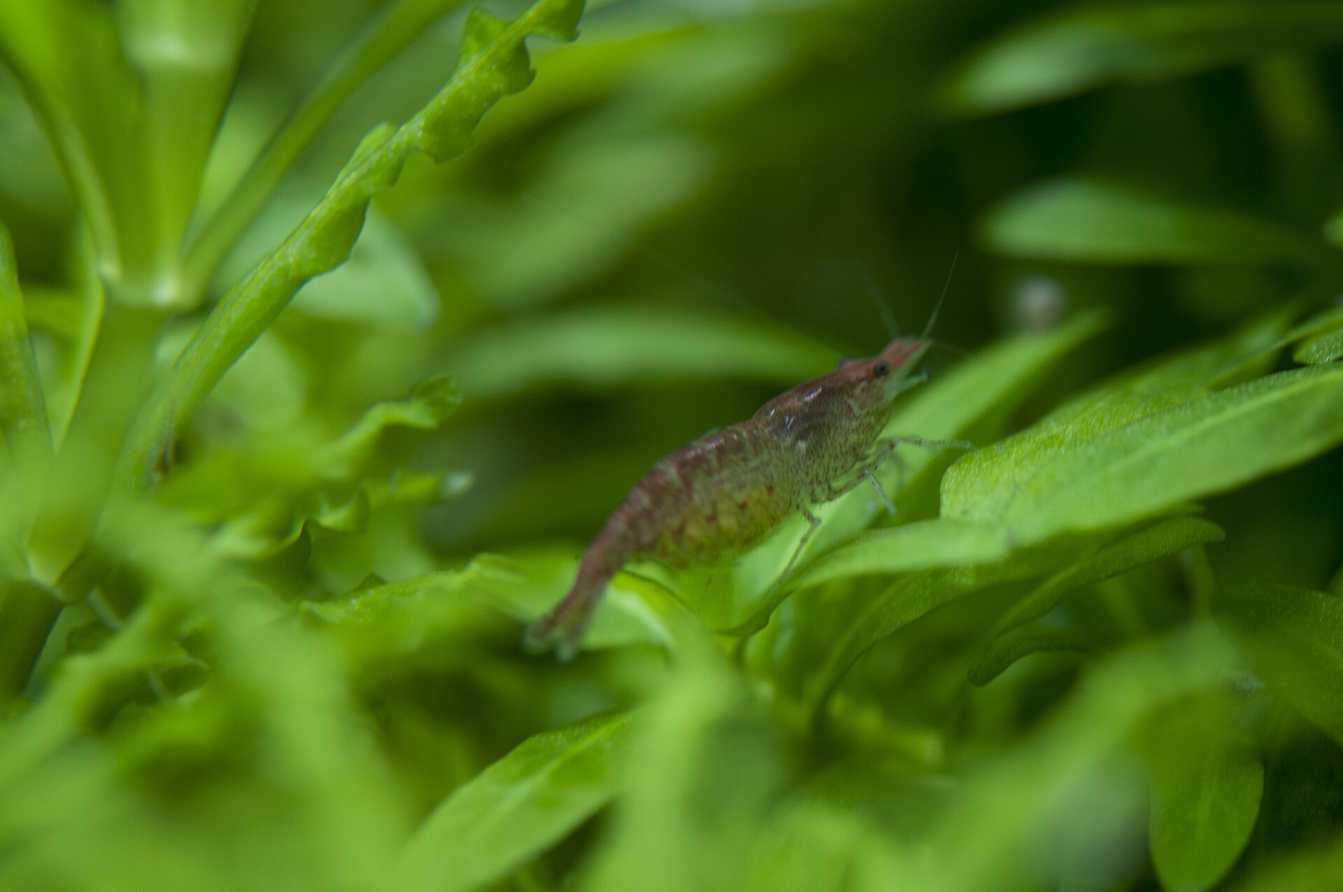 Why Aren't My Cherry Shrimp Breeding?