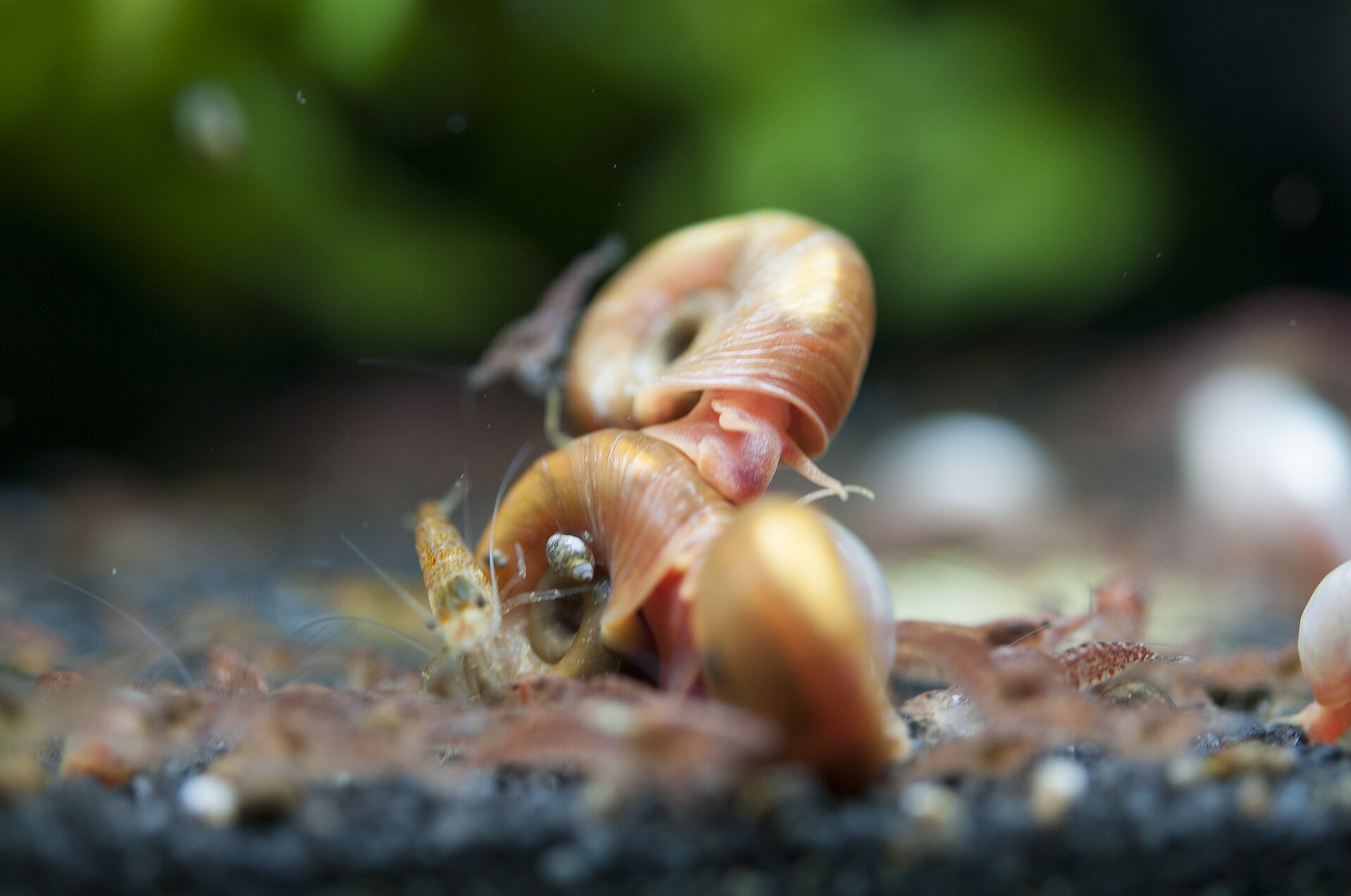 Cherry Shrimp (Neocaridina davidi): Care & Breeding