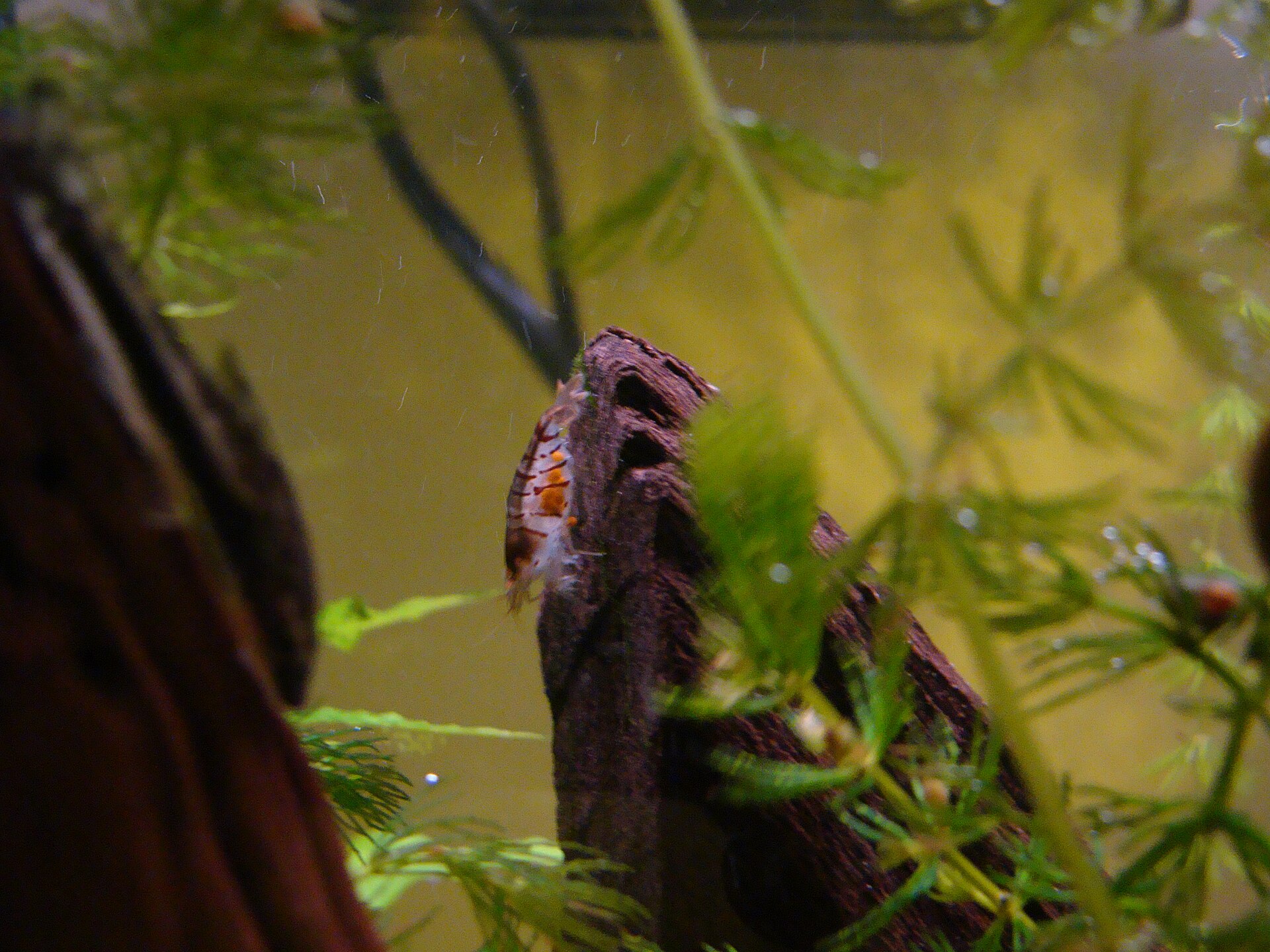 Crystal Red Shrimp (Caridina cantonensis var.): RO Water Care