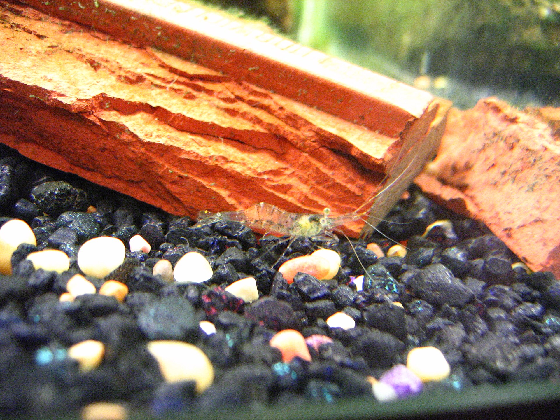 Ghost Shrimp (Palaemonetes paludosus): Care & Identification