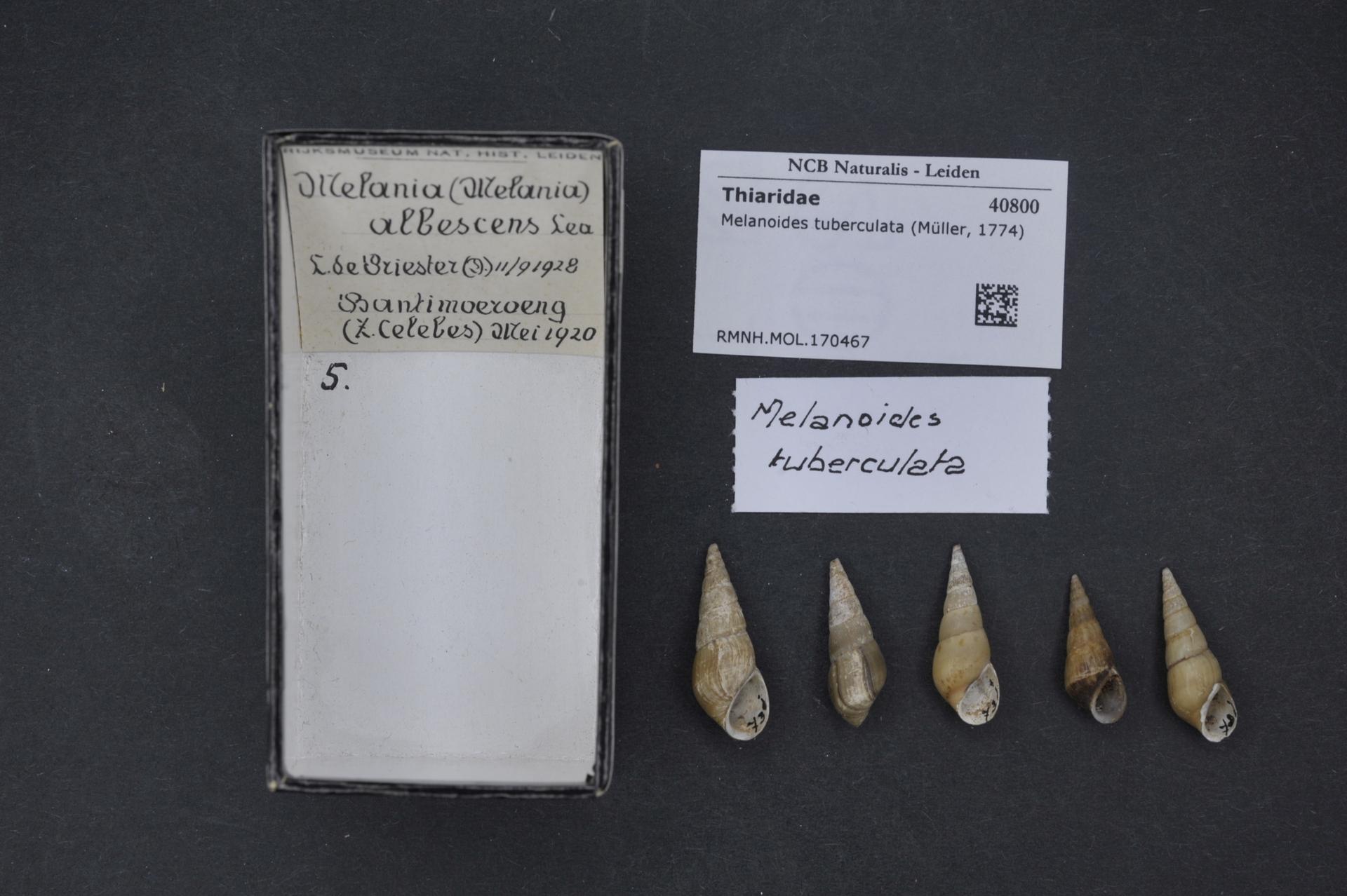 Malaysian Trumpet Snail (Melanoides tuberculata): Substrate Care