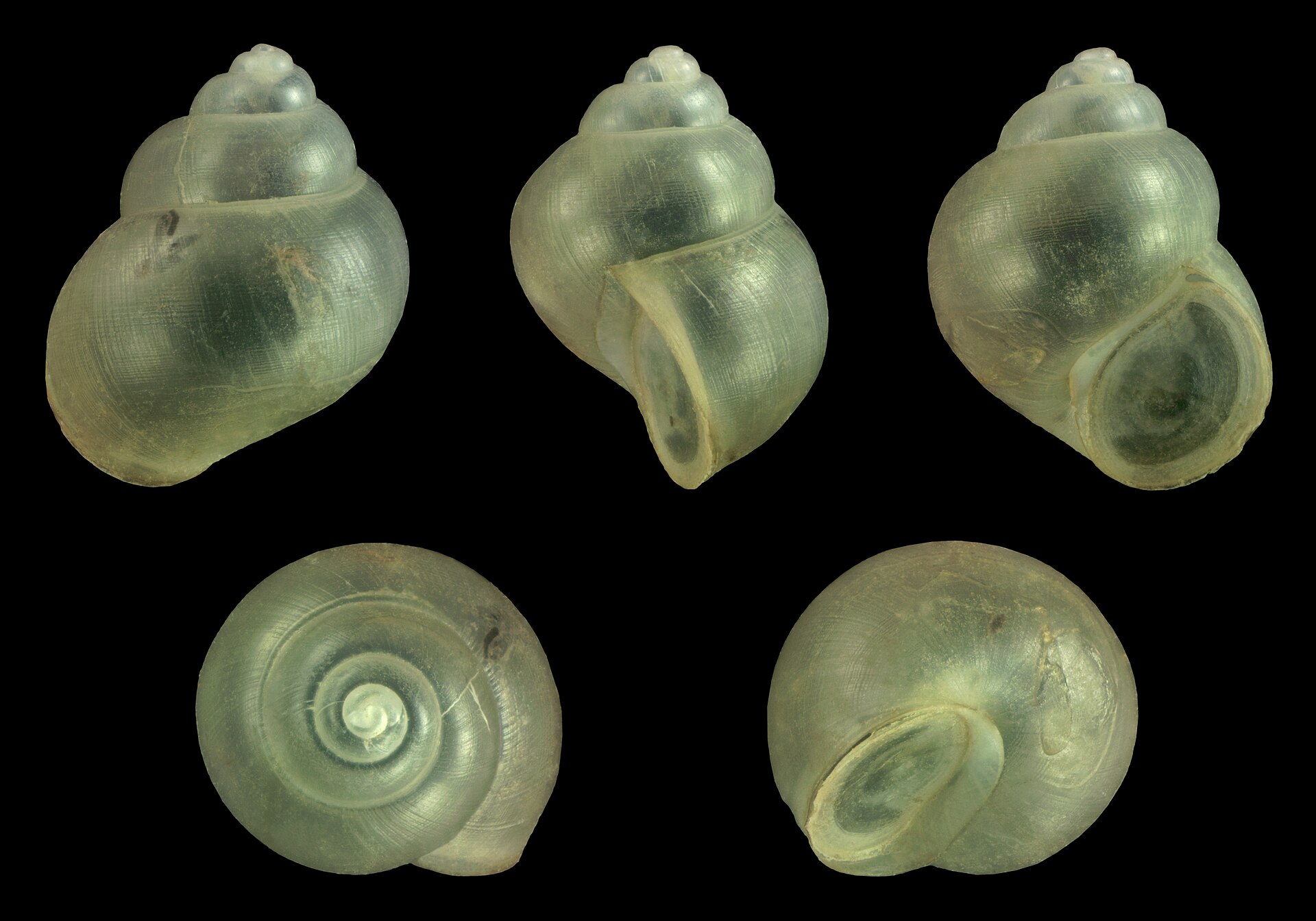 Mystery Snail (Pomacea bridgesii): Care, Bioload & Breeding