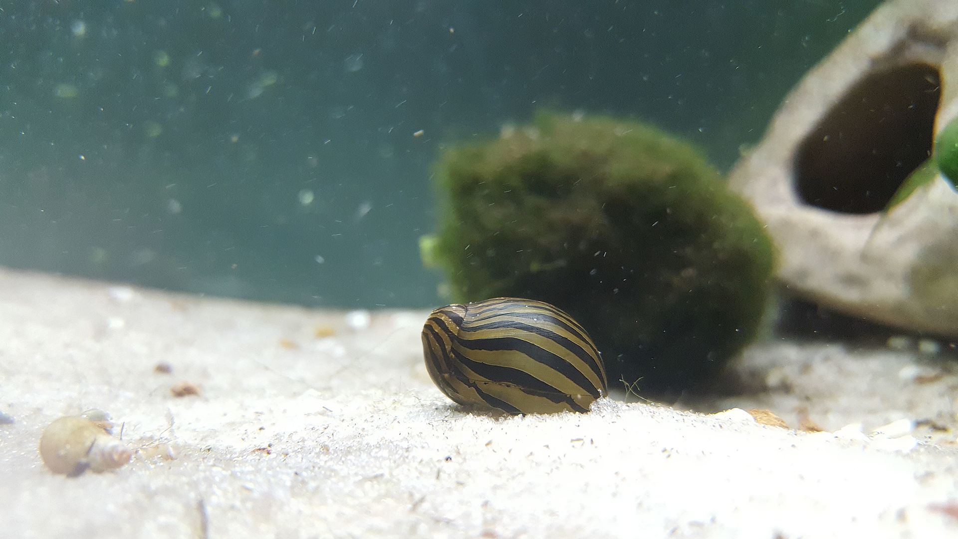 Nerite Snail (Neritina spp.): Algae Control Without Overbreeding