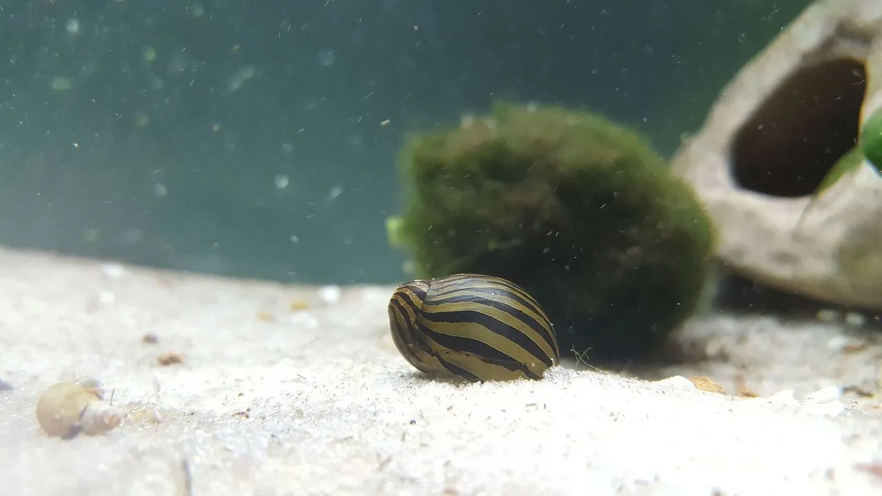 Nerite Snail (Neritina spp.): Algae Control Without Overbreeding