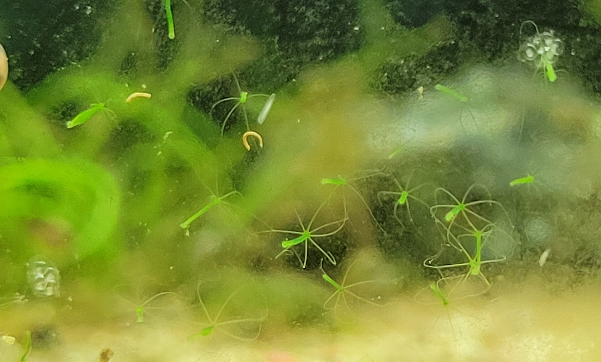Ramshorn Snail (Planorbidae): Pest or Useful Grazer?