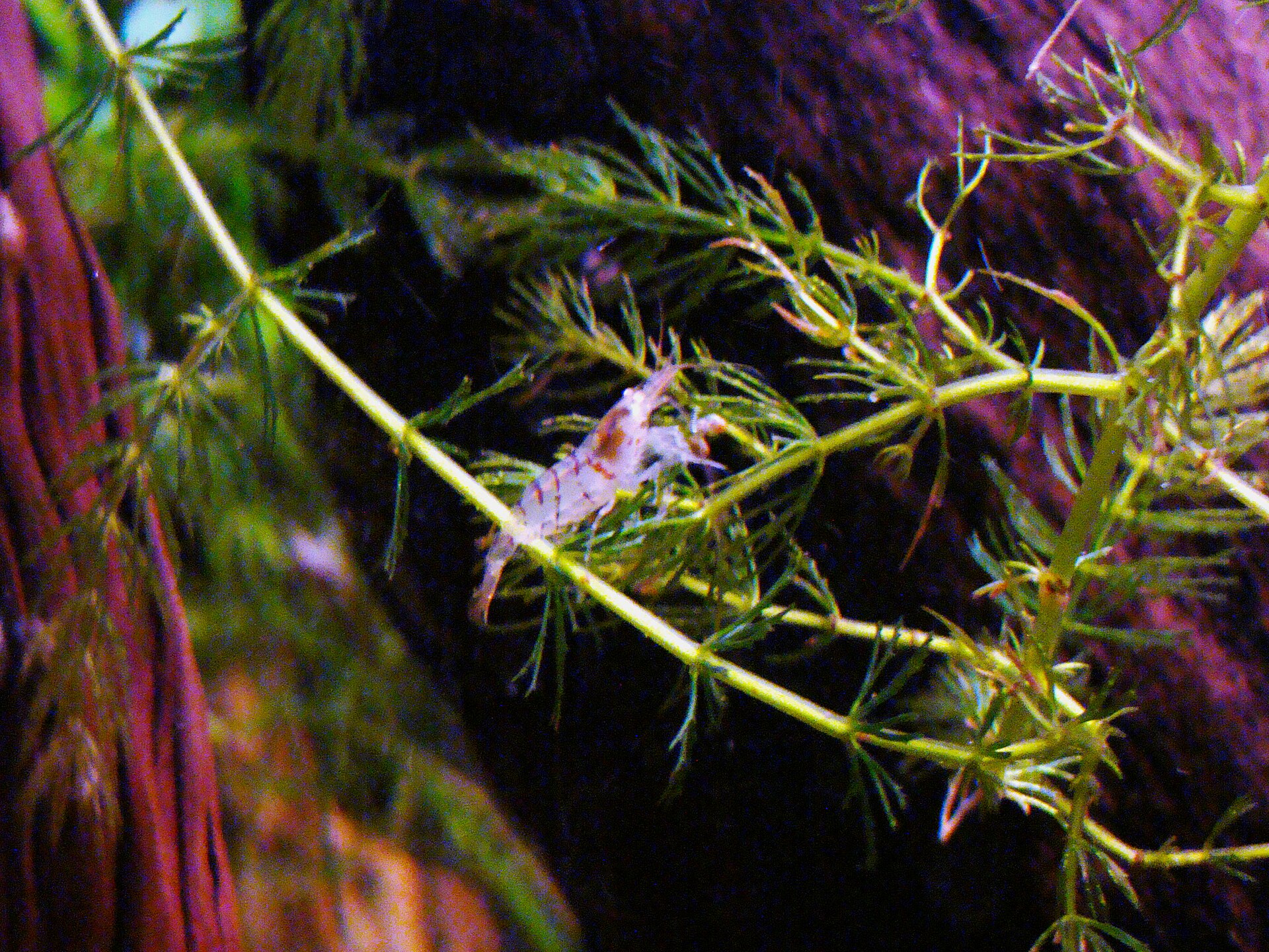Amano Shrimp vs Nerite Snail for Algae